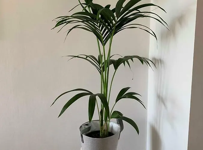 Lägenhet Vitamine Zee